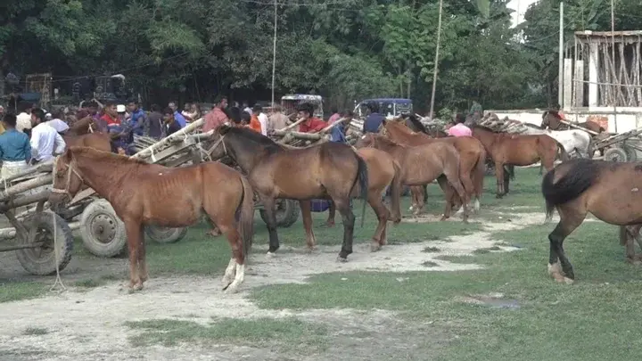 চর থেকে তিন হাত ঘুরে ঢাকার রেস্তোরাঁয় যাচ্ছে ঘোড়ার মাংস - Chief TV
