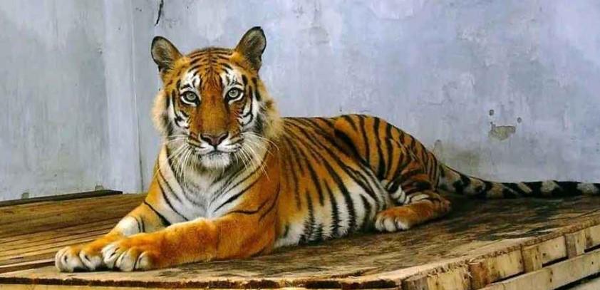 শিকারির ফাঁদে পড়া সেই বাঘিনী ফিরছে আপন ঠিকানায় - Chief TV