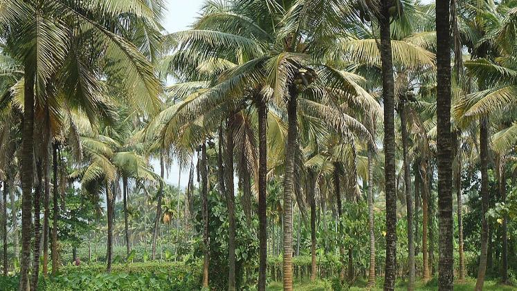 হোয়াইট ফ্লাইয়ের আগ্রাসনে বিলুপ্তির পথে  ঐতিহ্যবাহী নারিকেল তেল শিল্প - Chief TV
