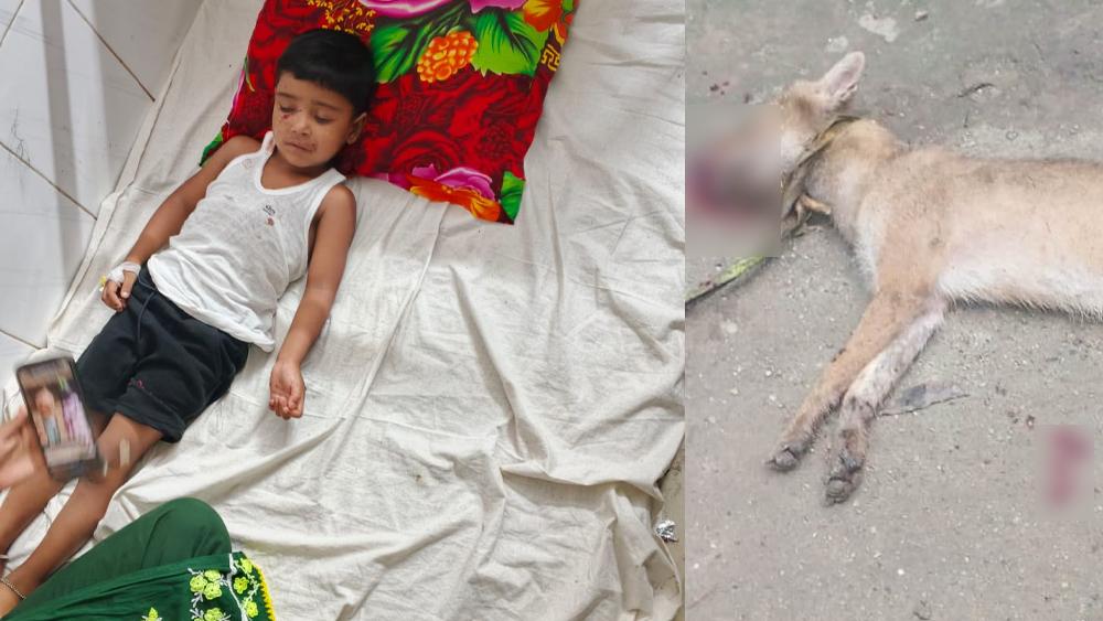 পঞ্চগড়ে পাগলা শিয়ালের হামলায় ৫ জন আহত, একটি শিয়ালকে পিটিয়ে হত্যা - Chief TV