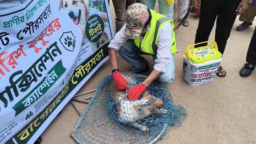 বাগেরহাটে কুকুরকে জলাতঙ্কের টিকা দেওয়া শুরু - Chief TV