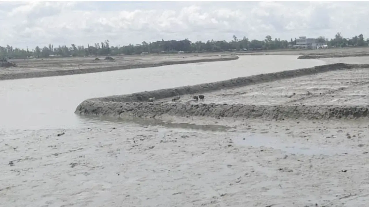 খাল ভরাটে সংকটে কুতুবদিয়ার লবণ চাষ, খননের অপেক্ষায় ৫ হাজার একর জমি - Chief TV
