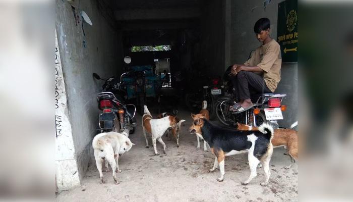 তাড়াশে দলবদ্ধ কুকুরের উপদ্রবে আতঙ্কে বাসিন্দারা - Chief TV