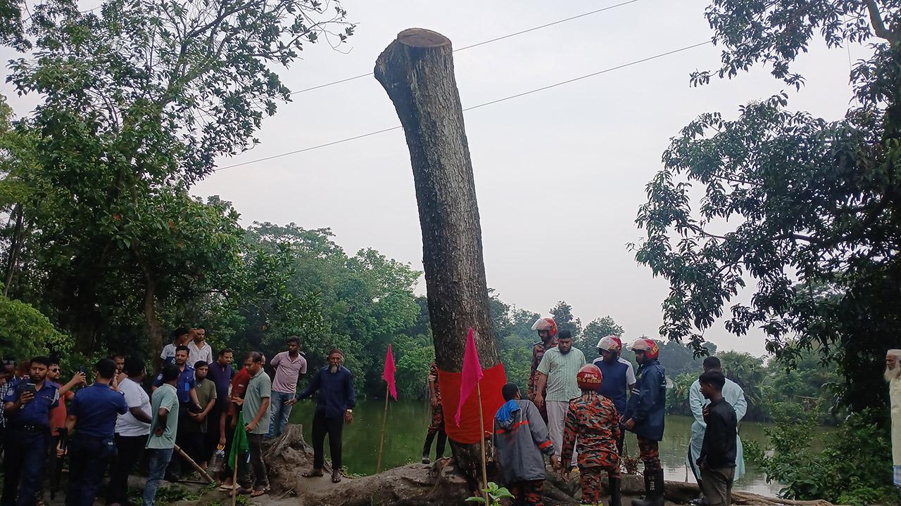 আখাউড়ায় সেই ‘অলৌকিক’ কড়ই গাছ কেটে দিল প্রশাসন -Chief TV