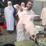 ৫০ হাজারে বিক্রি হলো যমুনায় ধরা পড়া ৩৩ কেজির বাঘাইড় - Chief TV