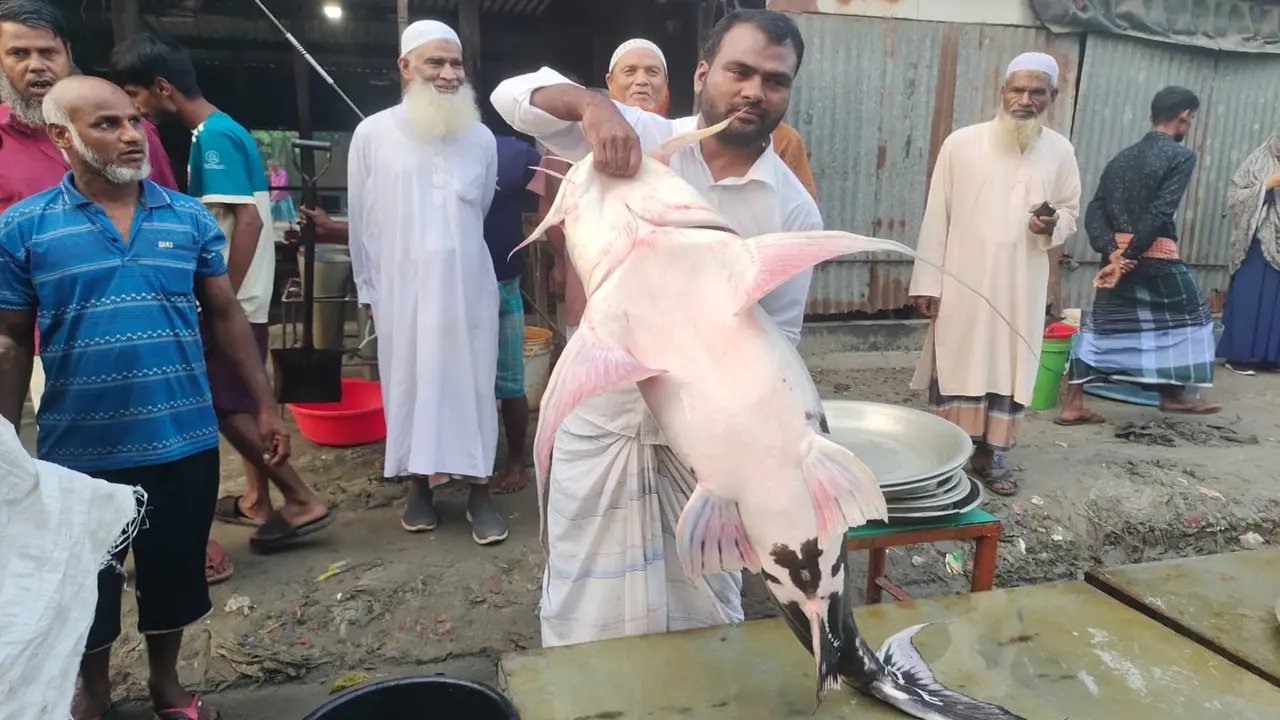 ৫০ হাজারে বিক্রি হলো যমুনায় ধরা পড়া ৩৩ কেজির বাঘাইড় - Chief TV
