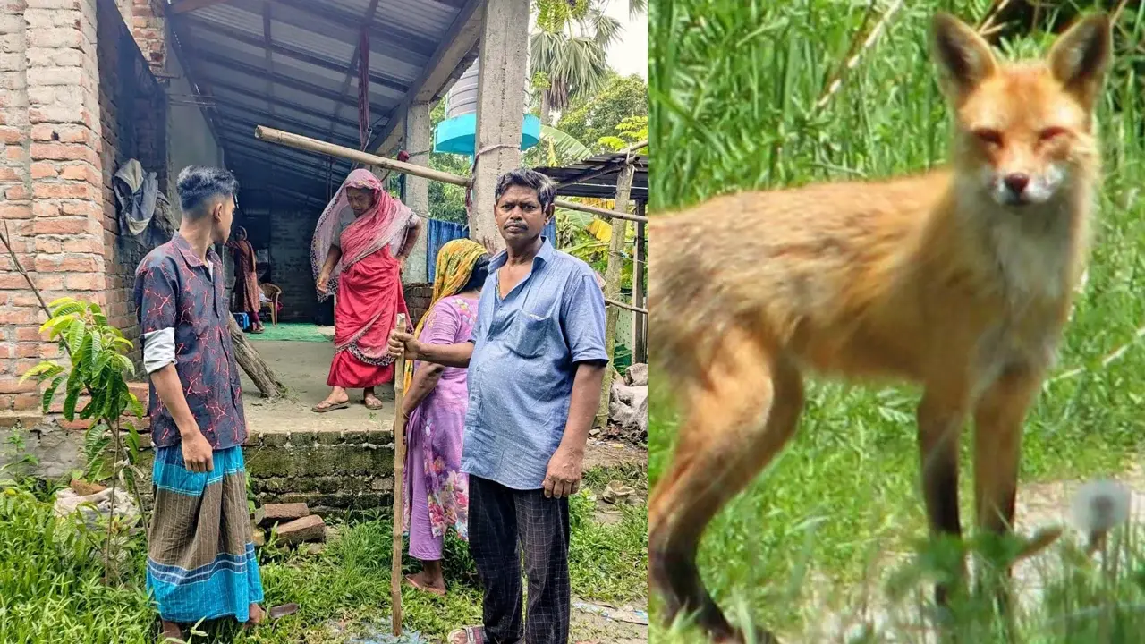 কালিয়াকৈরে শিয়ালের কামড়ে নারী-শিশুসহ আহত ২০ - Chief TV
