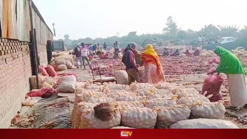 বাংলাদেশে রপ্তানি বন্ধ, সীমান্তে পচছে ৩০ হাজার টন ভারতীয় পেঁয়াজ - Chief TV