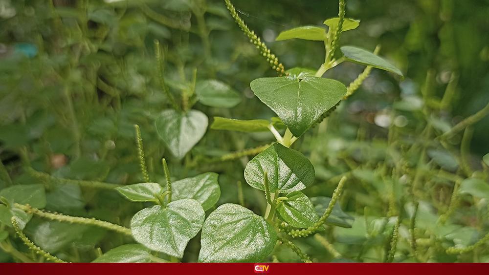 দীপ্ত লুচি পাতার রসে চুল পড়া বন্ধসহ মিলবে যেসব উপকার - Chief TV