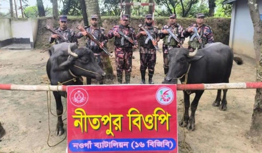 নওগাঁ সীমান্তে বিজিবির অভিযানে মালিকহীন ৩ লক্ষ টাকার ভারতীয় মহিষ আটক- Chief TV