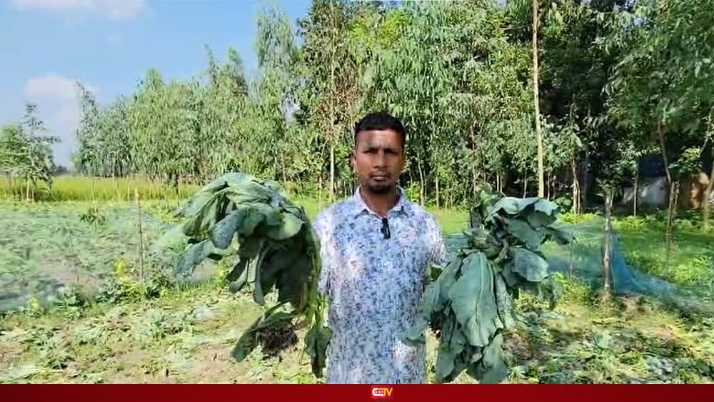কৃষকের ফুল কপির গাছ কেটে দিয়েছে দুর্বৃত্তরা! ক্ষতির মুখে অসহায় পরিবার - Chief TV