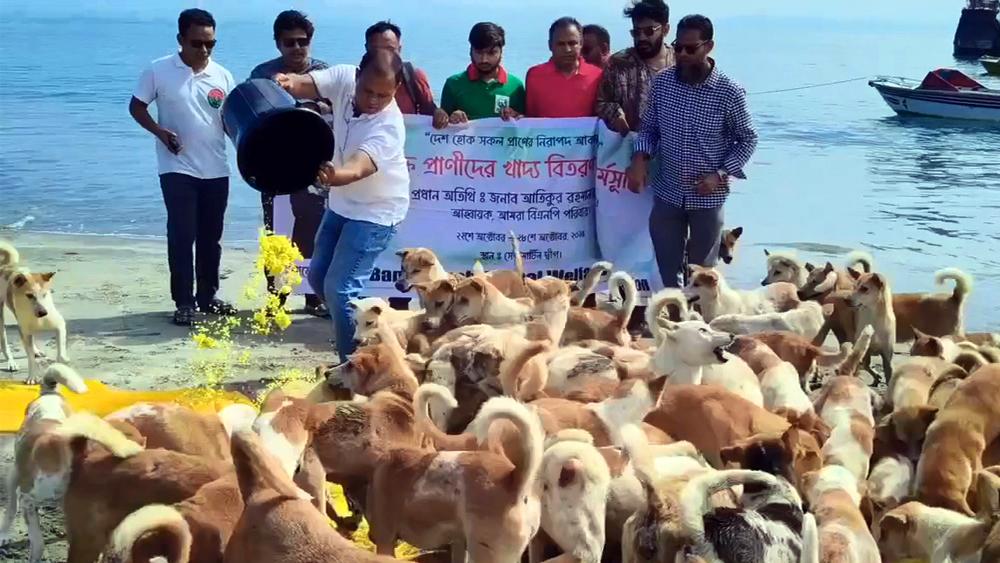 সেন্ট মার্টিনে অভুক্ত প্রাণীর পাশে বাংলাদেশ অ্যানিমেল ওয়েলফেয়ার অ্যাসোসিয়েশন - Chief TV