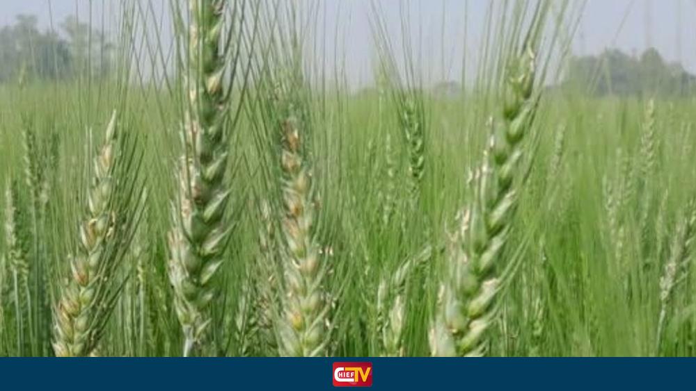 ঠাকুরগাঁওয়ে এবার গমের বাম্পার ফলনের প্রত্যাশা কৃষকের - Chief TV
