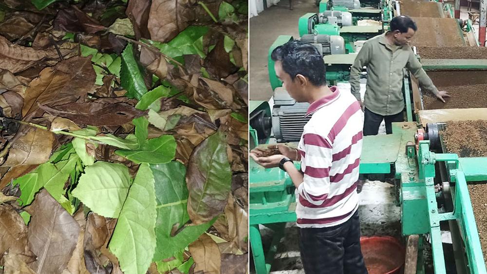 পচে নষ্ট চা পাতা, লোকসানের মুখে ন্যাশনাল টির আড়াই কোটি টাকা - Chief TV