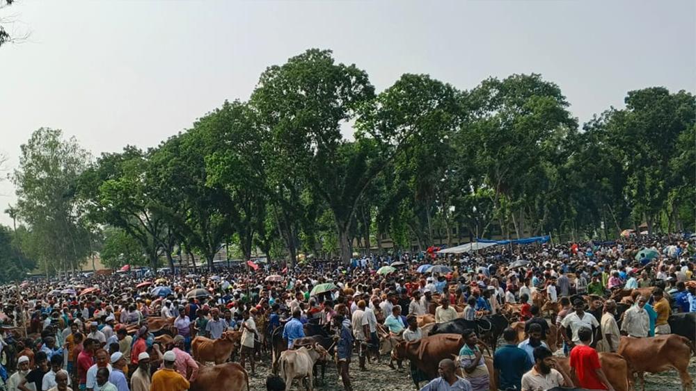 কাজীপুর সোনামুখী পশুর হাটে উপচে পড়া ভিড়, জমজমাট বেচাকেনা - Chief TV