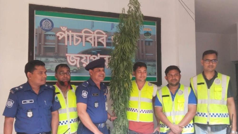 পাঁচবিবিতে পুলিশের অভিযানে গাঁজার গাছ উদ্ধার, অভিযুক্ত পলাতক - Chief TV