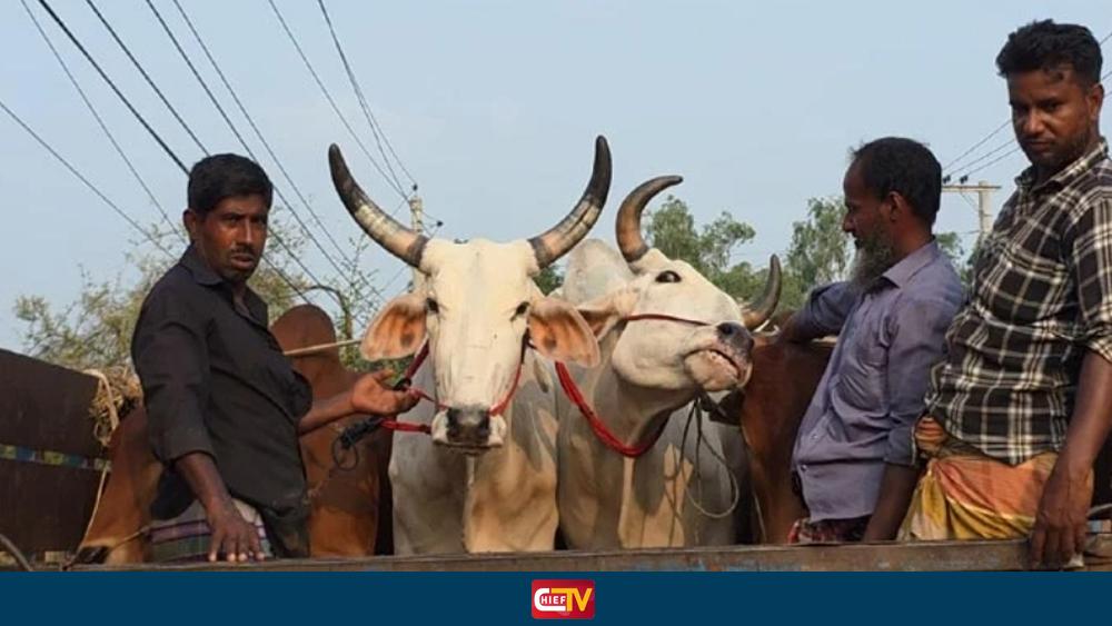 ঠাকুরগাঁও সীমান্ত দিয়ে ঢুকছে ভারতীয় গরু, জানে না প্রশাসন