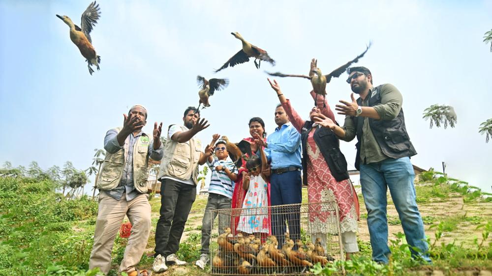 রাজধানীর বনানী থেকে উদ্ধারকৃত পাতি সরালি পূর্বাচলে অবমুক্ত - Chief TV