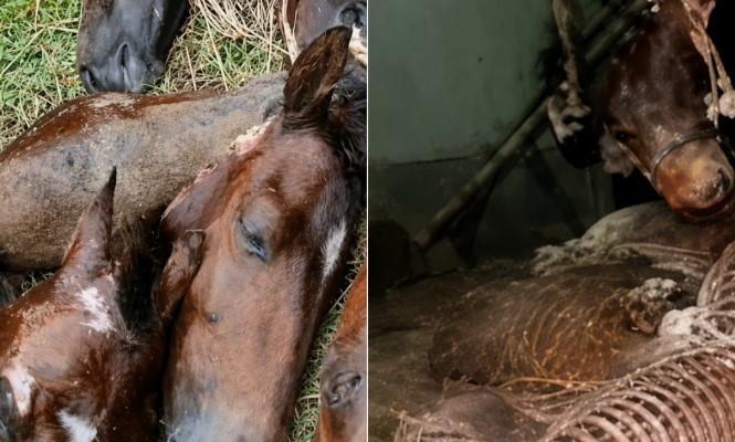 গাইবান্ধা সাদুল্লাপুরে গরুর মাংসের নামে ঘোড়ার মাংস বিক্রি - Chief TV