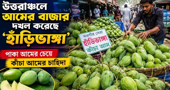 উত্তরাঞ্চলে আমের বাজার দখল করেছে ‘হাঁড়িভাঙ্গা’পাকা আমের চেয়ে কাঁচা আমের চাহিদা - Chief TV