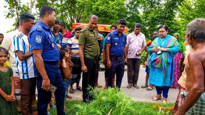 গোবিন্দগঞ্জে দুটি গাঁজা গাছ উদ্ধার, ইউএনওর নেতৃত্বে অভিযানে ধ্বংস-chief tv
