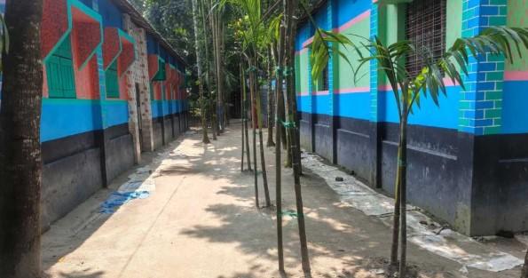 জমি না পেয়ে ভাতিজার বাড়ির রাস্তায় সুপারি গাছ লাগালেন চাচা - Chief TV