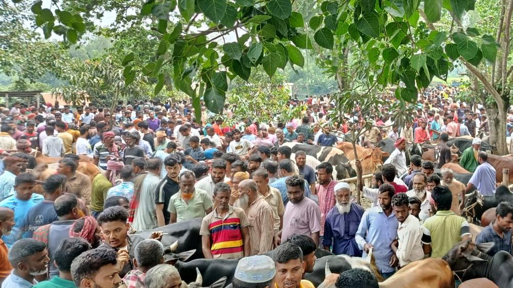 সিরাজগঞ্জের ঐতিহাসিক পশুর হাটে ঈদের আগের শেষ হাট জমলেও বেচাকেনায় ছিল ভাটা - Chief TV