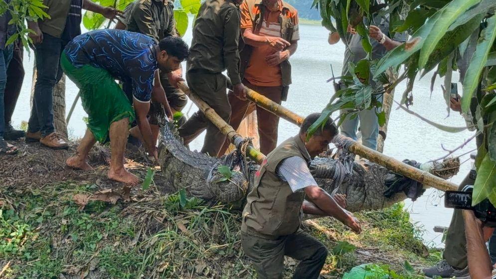 খানজাহানের দীঘির ‘খুনি’ কুমির ধরা পড়ল, নেওয়া হলো খুলনায় - Chief TV
