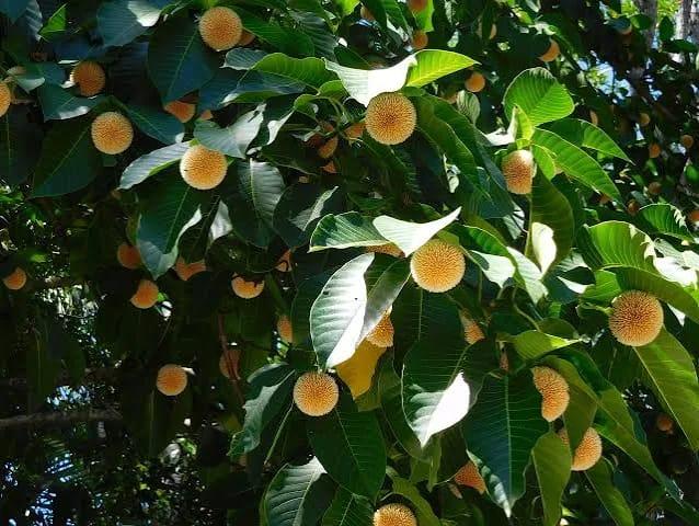 তাড়াশে বর্ষার আগমনে ফুটেছে কদম ফুল, প্রকৃতিতে ছড়াচ্ছে স্নিগ্ধতার ছোঁয়া - Chief TV
